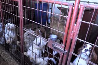 Dvě seniorky vydělaly nejméně milion množením psů - Novinky