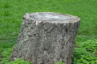 Zlikvidujte pařez na zahradě. Skoro bez práce a bez chemie