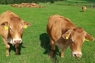 Kráva utekla z ohrady a srazil ji vlak. Dráhy marně požadovaly po zemědělci 300 tisíc - Novinky