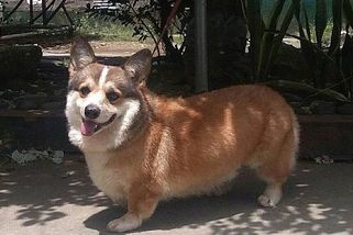 Svět dojímá video smečky psů, kteří utekli řezníkovi. Za záchranou je vedl corgi