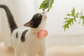 MWC 2026: Telefonovat už mohou i psi a kočky. Na světě je první zvířecí mobil