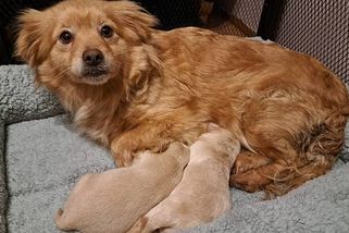 Lidská krutost. Někdo vyhodil k lesu krásnou fenku s ještě slepými štěňaty