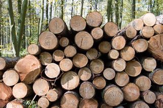 Cyklistům se v šumavském lese nelíbil kamion se dřevem, řidiče zbili - Novinky