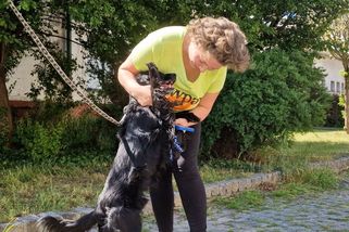 Psa, který přejel vlakem z Hradce do Pardubic, našla majitelka přes sociální sítě. Jeho radost byla nezměrná - Novinky