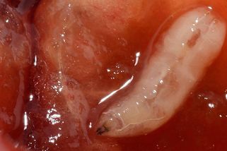 Echinokokóza: Nákaza z lesních plodů, která ohrožuje život - Médium.cz