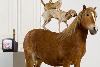 Polská umělkyně zabila koně kvůli své soše Pyramida zvířat. Dva roky se z toho vzpamatovávala - Médium.cz