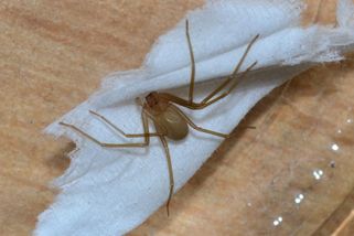 Pavouk koutník už má v Evropě na svědomí několik životů. Člověka pokousal i u nás - Médium.cz