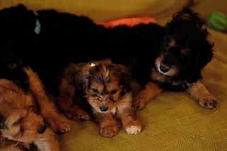 Fena irského setra přivedla na svět rekordních 17 štěňat v jednom vrhu - Novinky