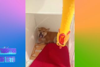 Hysterický pes poznal opravdový strach – gumovou slepici | Zvířátka na netu