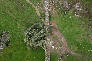 Britský soud uznal dvojici mužů vinnou, že pokáceli slavný letitý strom u Hadriánova valu - Novinky