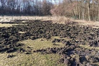 Komplikace pro fotbal v Doksech, hřiště poničila prasata. Škody jsou velké!