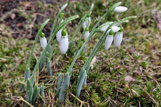 Zima nezima, na Znojemsku začalo jaro. Rozkvétají tam sněženky - Novinky