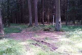 Našla jsem v lese opuštěnou holčičku a zachránila ji. Po 58 letech mi náhle zazvonil telefon - Médium.cz