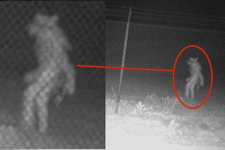 VIDEO: Kamery v zoologické zahradě zachytily podivného tvora! Texaské město žádá veřejnost o pomoc s identifikací - WN24.cz - World News 24