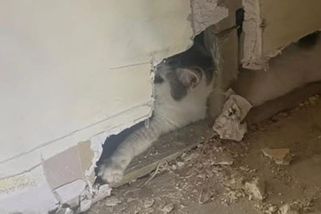 Ztracená kočka se po dvou týdnech našla ve stěně domu - Novinky