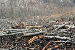 Lesy ČR kašlou na MŽP, inspekci i kraj a fanaticky obhajují ničení přírody v Krušných horách - Médium.cz