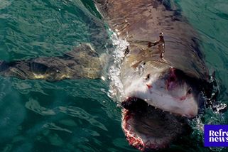 Žraloci zaútočili na štáb Netflixu. Stejný druh zabíjel v Egyptě