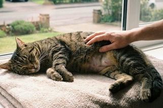 Láska ke kočce začíná u veterináře – a ne u krabice s koťaty - Médium.cz