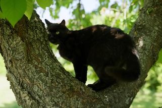 Nejsi moje pravá máma. Co dalšího si myslí naše kočky | Bydlím u své kočky