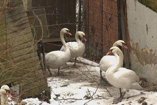 Víte, kdo já jsem? zlobil se údajný zloděj labutí. Zvířata prodává ve velkém, tvrdí svědkyně