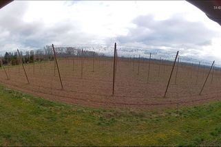 Zrození piva v přímém přenosu Plzeňského Prazdroje. Vysílání potrvá celých 280 dní - Novinky