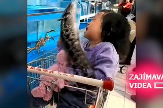 Holčička obdivovala ryby. Jedna vyskočila z nádrže a dala jí facku | Zajímavá videa