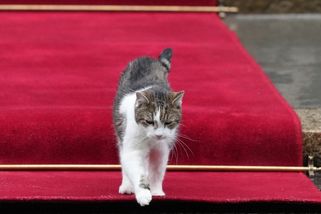 Fotograf polského prezidenta při odchodu ze Starmerovy rezidence málem zakopl o kocoura Larryho. Kamerám to neušlo - Novinky