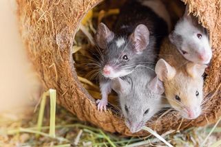 Muž v USA odevzdal do útulku tisícovku myší. Ty se nezřízeně páří - Novinky