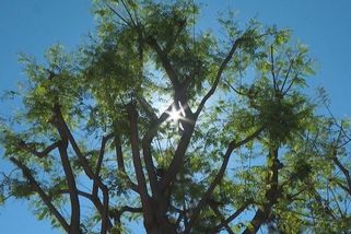 Rekordní vlna veder v USA, teploty stoupají nad 40 °C - Novinky