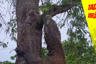 Walker, varan ranger. Smrtelně nebezpečný plaz uvěznil policistu na stromě | Tady virál