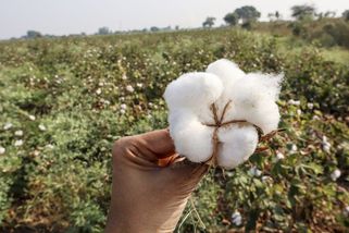 Učitelka rozčílila studenty i rodiče, v hodině dějepisu ukazovala surovou bavlnu - Novinky