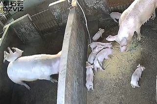 Selátka zlobila při krmení, svině to vyřešila radikálně - Novinky