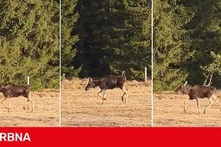 Celou zimu o něm nebylo ani vidu. Slavný los Emil se konečně ukázal na Šumavě