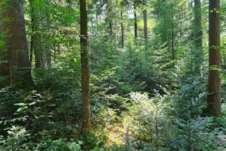 Jaké budou lesy budoucnosti? Hůř se v nich budou sbírat houby, ale budou odolnější než ty dnešní - Ekolist.cz