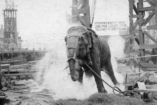 Poprava slonice Topsy: Kruté divadlo! - Médium.cz