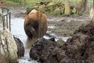 Veterináři na Trutnovsku narazili na zubožená zvířata. Chovateli hrozí vězení - Novinky
