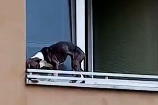 Vězení za týrání psa je průlom, tvrdí viceprezident Soudcovské unie - Novinky