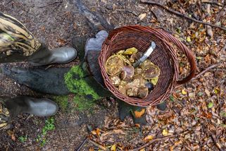 Pozor na houby: Odborníci varují před nebezpečným druhem, který se letos objevuje v českých lesích - EnergoZrouti.cz