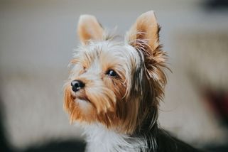 Spolubydlící si bez mého souhlasu pořídil psa. Pustila jsem ho na chodbu, vyměnila zámek a odjela - Médium.cz