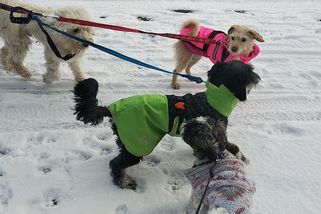 Přichází extrémní zima: Pozor na termický šok. Může ohrozit život vašeho psa - Médium.cz