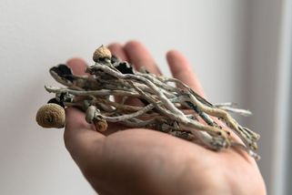 Antidepresiva by šlo nahradit lysohlávkami, naznačila studie - Novinky