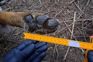 Zastřelil vlka a jako trofej mu uřízl hlavu a ocas. V Brništi na Liberecku řádí nebezpečný pytlák - Médium.cz