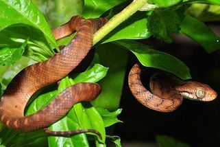 Tichomořský ostrov ovládají miliony hadů. Agresivní vetřelci slaňují sloupy a sežerou, co najdou - Médium.cz