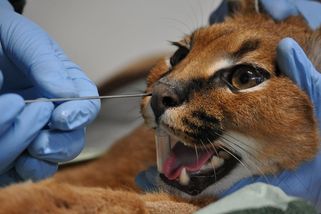 Šelmě z Děčína tečou nudle. Kamera zavedená čenichem měla odhalit příčinu - Novinky