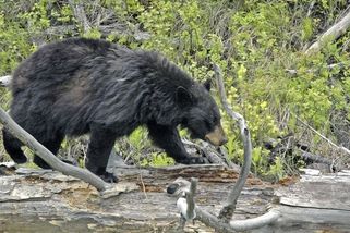 Pytlačící doktorandce, která na Slovensku zastřelila medvěda, hrozí vyloučení ze studia - Novinky