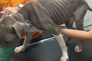 Týraný staford byl kost a kůže, museli ho uspat. Případ z Lounska řeší policie - Novinky