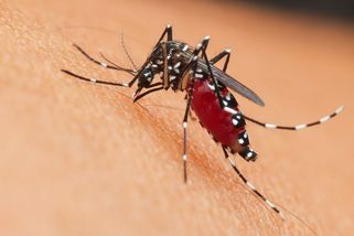 Nebezpeční komáři na jihu Evropy. Češi se vracejí z dovolené s tropickou horečkou - Novinky