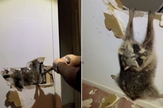 Řemeslník během rekonstrukce domu zachránil ze zdi „chlupatého vězně“