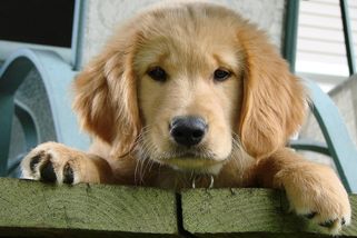 Poznatsvět | Brazilská rodina si adoptovala štěně, které vypadalo jako zlatý retrívr. Jeho proměna je hitem internetu