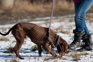 Týrání v útulku u Kladna: Desítky psů mají živořit v úděsných podmínkách. Šetří to policie